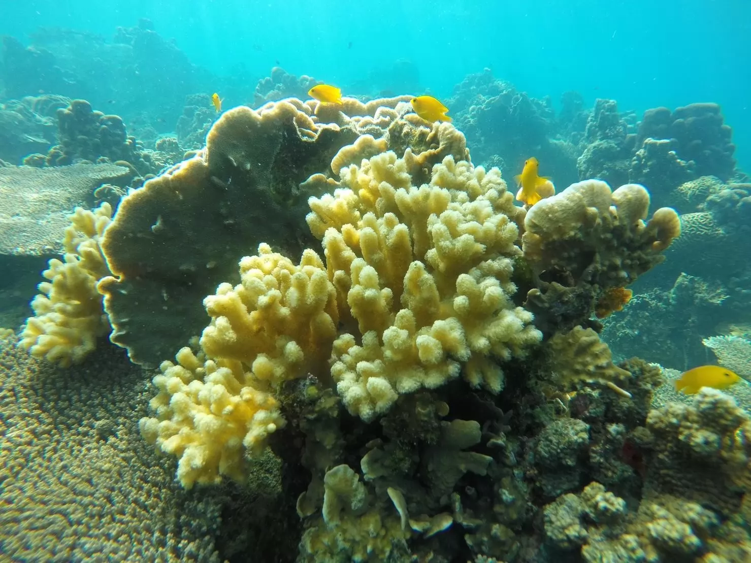 1 Day Trip Koh Tao Koh Nang Yuan by Speed Boat - Snorkeling