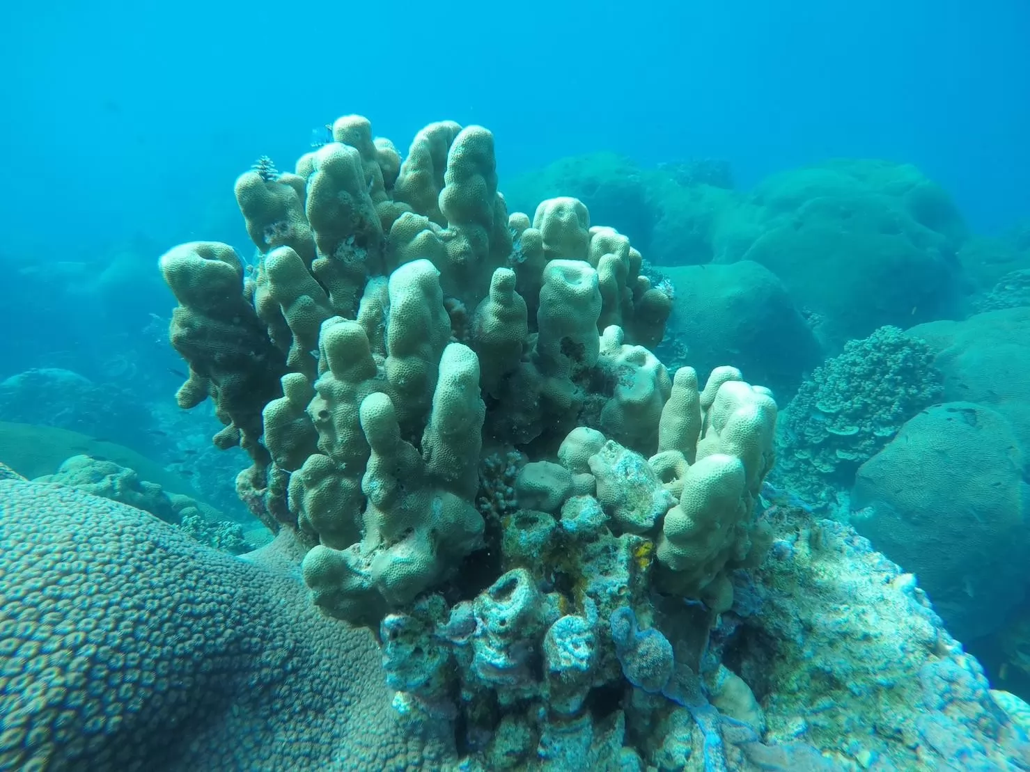 1 Day Trip Koh Tao Koh Nang Yuan by Speed Boat - Snorkeling