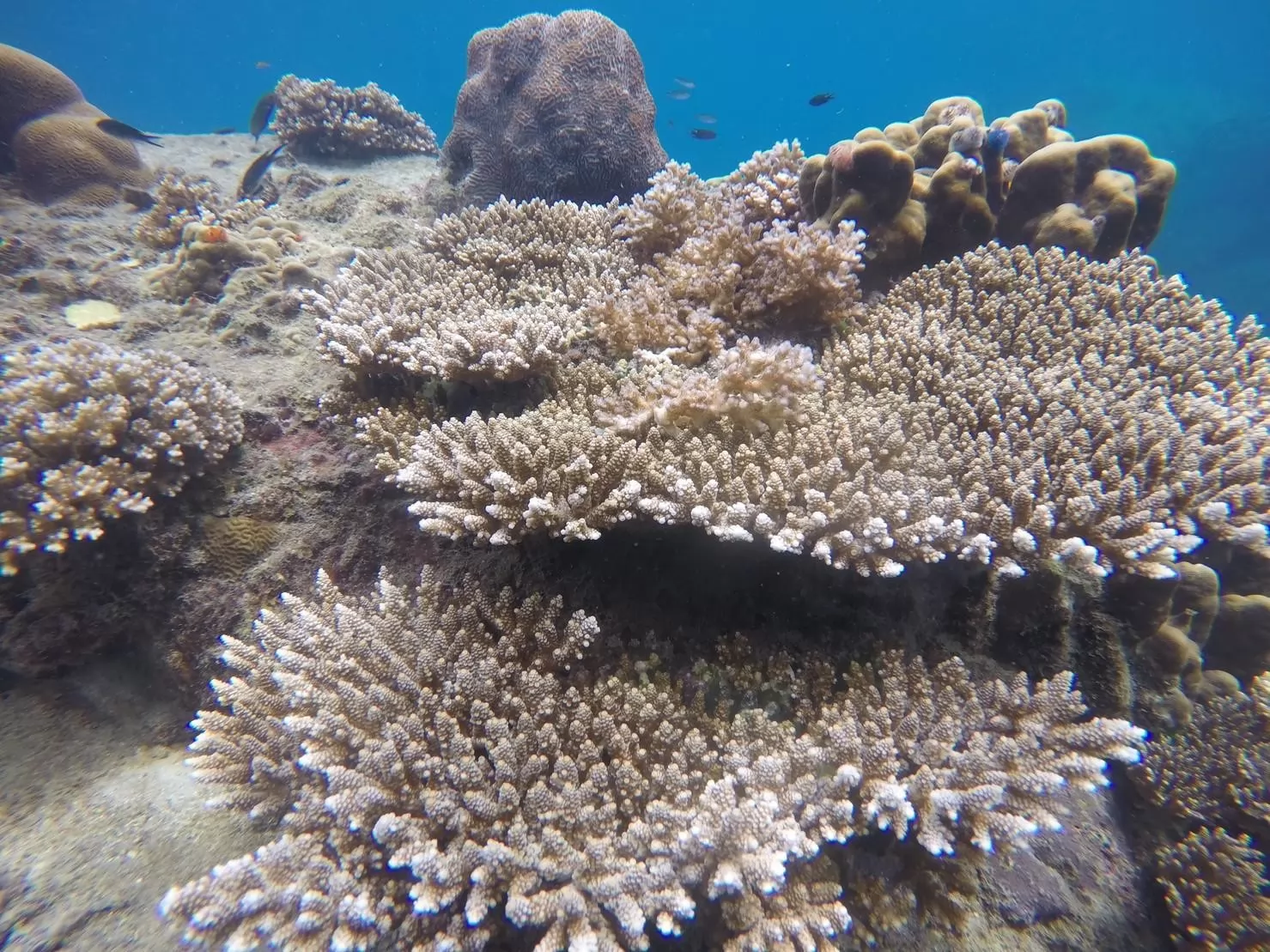 1 Day Trip Koh Tao Koh Nang Yuan by Speed Boat - Snorkeling